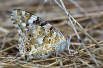 Babočka bodláková