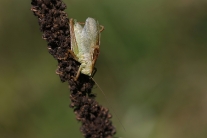 Kobylka cvrčivá