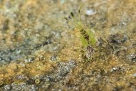 Larva jepice