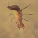 Larva potápníka