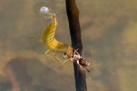 Larva potápníka