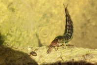 Larva potápníka