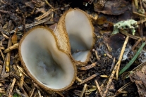 Bělokosmatka polokulovitá je nádherná vřeckovýtrusná houba, kterou jsem našel prvně v životě