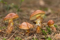 Klouzek sličný