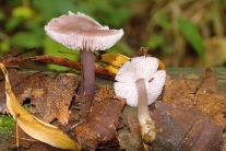 Helmovka ředkvičková
