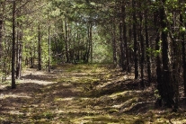 Borový les
