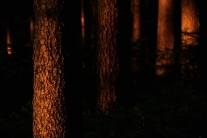 západ slunce v lese