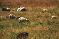 Pastvina s ovcemi