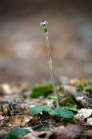 Podbělice alpská