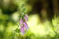 Digitalis