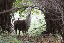 Lama krotká